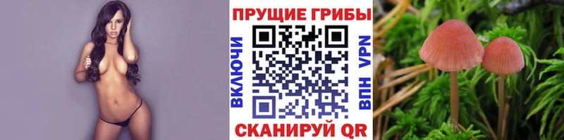 Псилоцибиновые грибы мицелий  Дорогобуж 